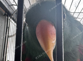 Hand Reared Tame Parrots & Gentle Pigeons