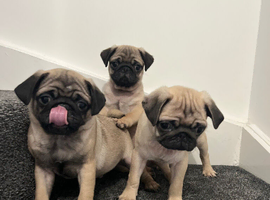 Pug puppies