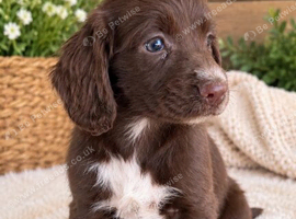 Cocker spaniel pups