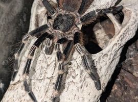 Vitalius Chromatus (formerly Nhandu)
