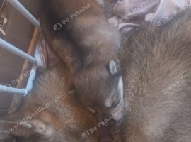 Husky/wolf hybrid Cross german shepherd pups