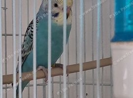 Budgie