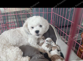 Fabulous shihchon puppies