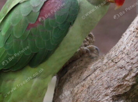 Hi looking for a female alexandrine parakeet for breeding must be 3 yrs old