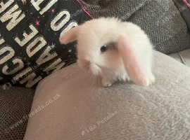 REW French lop doe. Ready 30th October