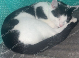11months old Cat