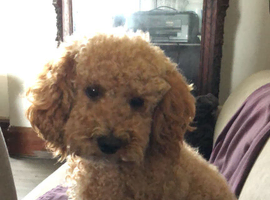 Stunning F2 Cockapoo puppies