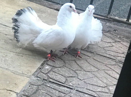 Fantails