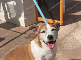 Jackrussell (NO TIME WASTERS )