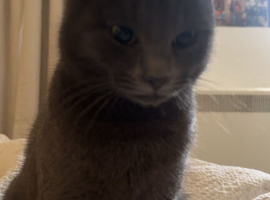 Grey teenage cat