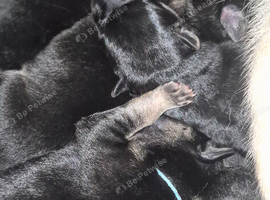 East european shepherd puppies