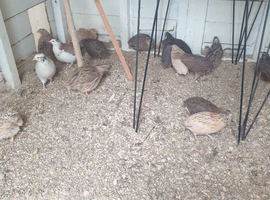 Quail