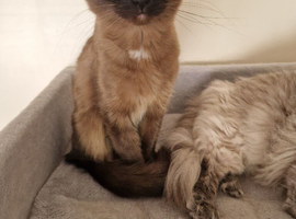 Ragdoll and a Tonkinese cat.