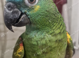 AMAZONS/PARROTS/PARAKEETS AVAILABLE