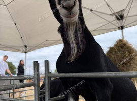 BGS registered British alpine billy goat stud loan
