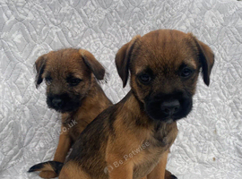 Border-terrier pups reddy to go