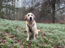 Proven Golden Retriever Stud Available