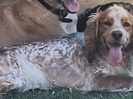 Female cocker spaniel