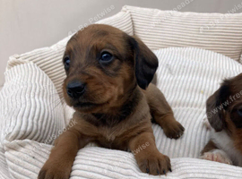 2 beautiful doxiepoos.