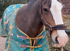 14.2 bay mare