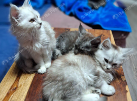 4 lovely maine coon kittens available!