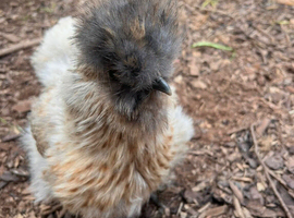 Silkies Fertile Eggs,Chicks,Pullets