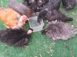 Bantam chickens