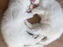 10weeks old kittens