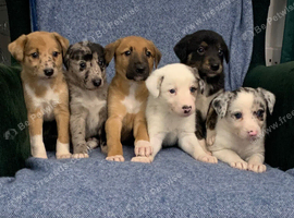 Blue Merle Collie X Lurcher puppies