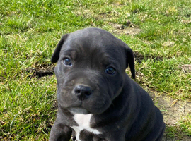 Staff puppies
