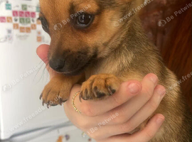 Girl left Jack Russell cross Pomeranian