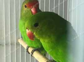 3proven pairs of lovebirds
