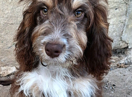 Beautiful tri sable puppy