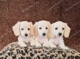 Rare Cream Mini Longcoat Dachshund Puppies