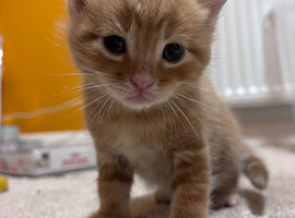 3 Beautiful BSH x Ragdoll mix kittens
