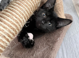 Maine coon x black and white kittens