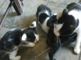 Three black and white kittens