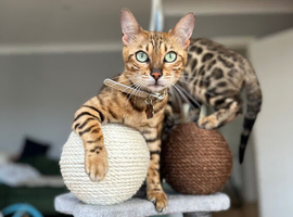 Female bengal