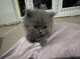 Persian Kittens