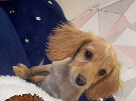 Cockapoo apricot
