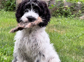 Cockapoo Boy for Rehome