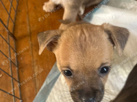 Jack x chi puppies!