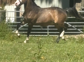 Welsh part breed x sports.