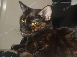 Free Tortoishell 2 year old girl asap