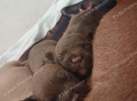 Short haired Patterdale terrier