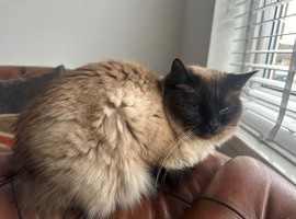 Ragdoll cat available for stud