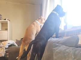 Boxmass x cane corso puppies
