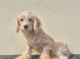 Beautiful boy cockapoo puppy
