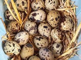 Quail Hatching Eggs