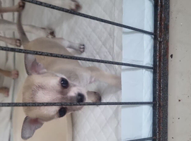 Chihuahua puppies for sale